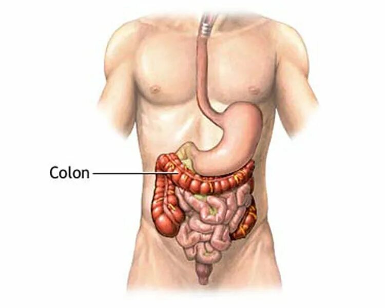 Расположение кишечника. Строение кишечника у мужчин. Расположение толстой кишки у человека. Прямая толстая и тонкая кишка