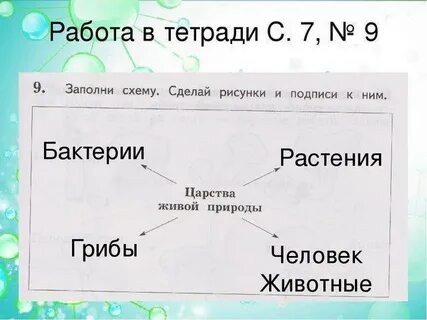 Заполни схему царства живой природы