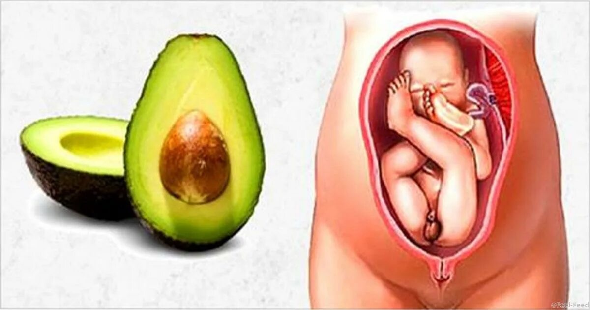 беременная авокадо. авокадо похоже на матку. авокадо при беременности. фрукты похожие на женский организм. авокадо при беременности.