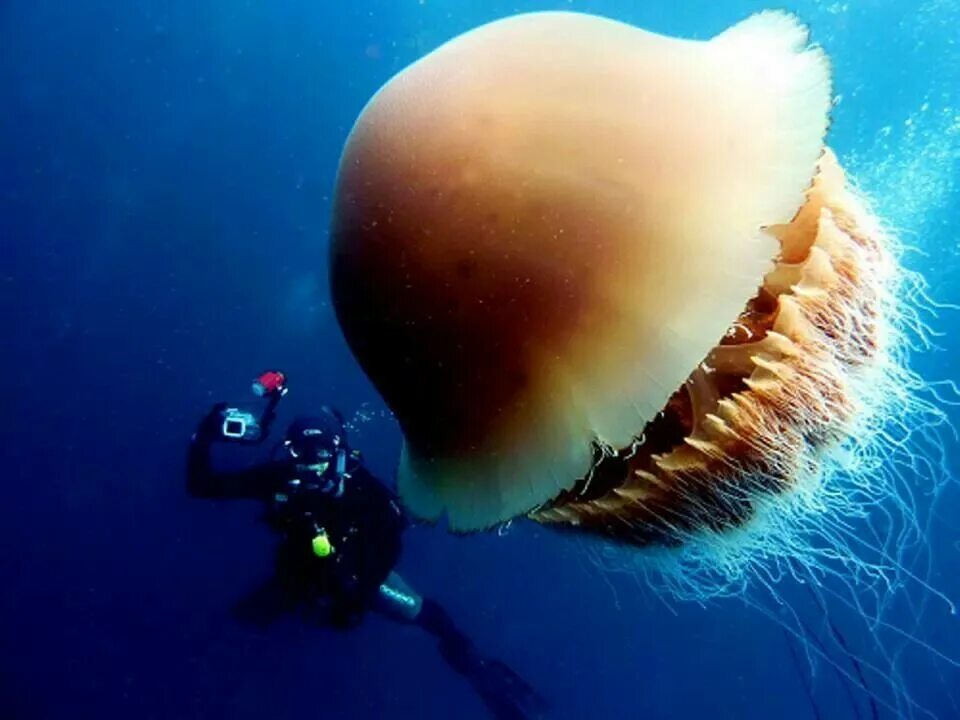 Номура. Медуза волосистая цианея. Медуза цианея гигантская. Медуза Номура. Арктическая медуза цианея.
