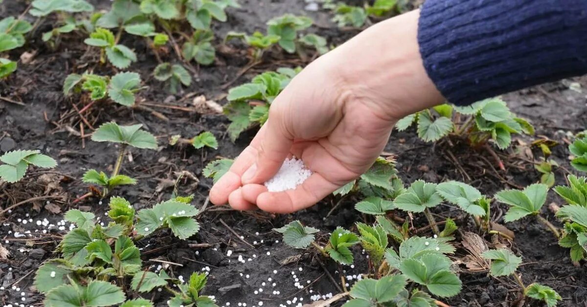 Уход за земляникой весной после зимы. Рассада клубники в огороде. Удобрение для клубники весной. Подкормка клубники ранней весной своими руками. Обработка клубники ранней весной.