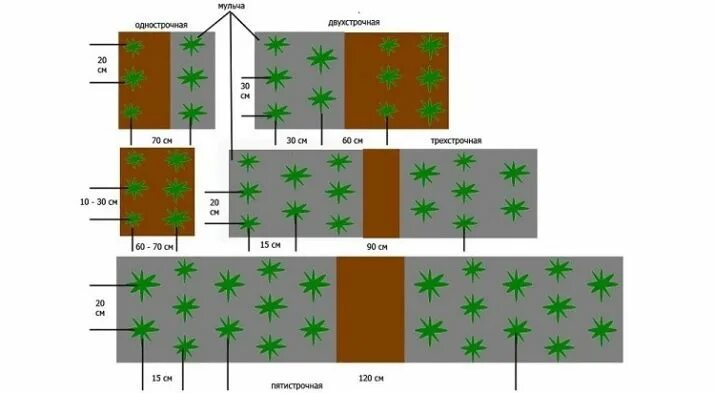 Грядка клубники схема. Схема посадки земляники мелкоплодной. Трехстрочная посадка клубники схема. Гнездовая схема посадки клубники. Клубника схема посадки двухстрочная.
