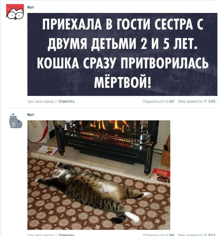 Приезд кота