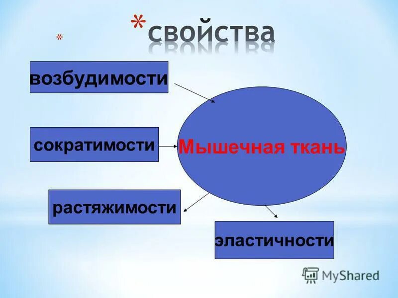 Нервная свойства сократимость