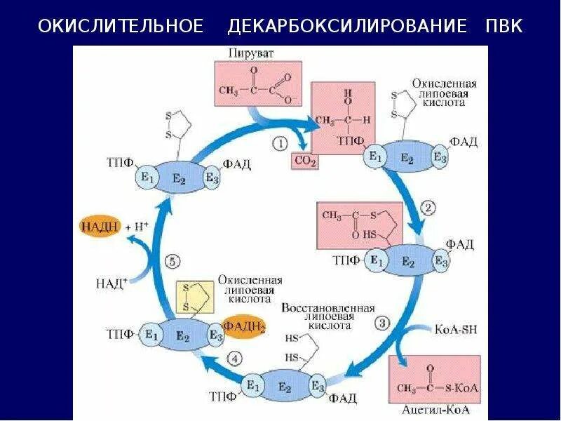 Фазы катаболизма этапы унификации субстратов окисления. Катаболизм пвк биохимия. схема катаболизма пвк. катаболизм пировиноградной кислоты. пути катаболизма пвк.