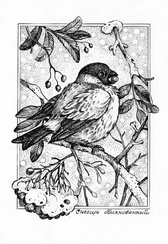 Стилизованный снегирь. Снегирь стилизованный рисунок в графике. Снегирь = a bullfinch. Снегирь рисунок. Снегирь гравюра.