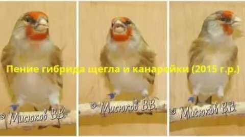 Выполните поиск по словам канарейки и щеглы