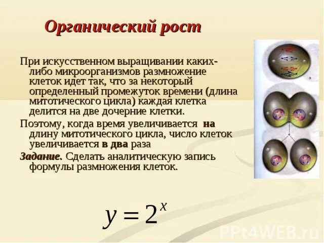 Рост клетки растений. Жизнедеятельность клетки деление клетки. Рост клетки. Особенности роста клеток. Процесс жизнедеятельности растительной клетки рост клеток.