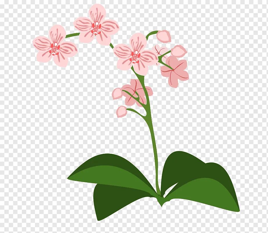 Стебель цветка на прозрачном фоне. Мак на стебле. Цветы мультяшные. Цветок на стебле рисунок. Цветок на стебле рисунок.