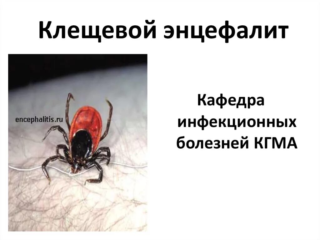 Вирус клещевого энцефалита. Профилактика при клещевом энцефалите. Профилактика клещевого энцефалита санбюллетень. Клещевой энцефалит зооноз. Эпицентры клещевого энцефалита.