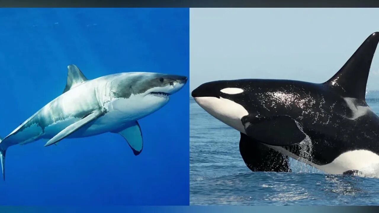 Белая акула против. Killer Whale vs great White Shark. Orca great White Shark. Orca vs White Shark. Касатка против большой белой акулы.