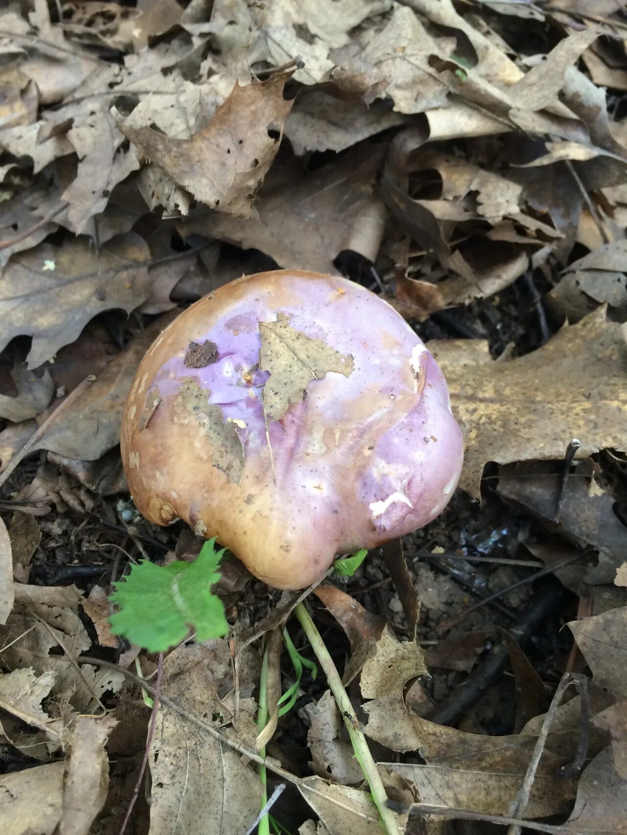 Болетус красноножковый neoboletus erythropus. Грибы под дубами какие. Грибы растущие в дубовой роще. Дубовик оливково-бурый. Грибы под дубами какие.