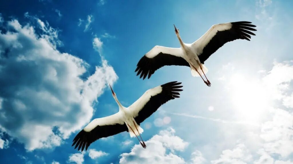 караоке журавли военная. далеко далеко журавли улетели слова. дворовые караоке. журавль в христианстве. далеко-далеко журавли улетели минус.