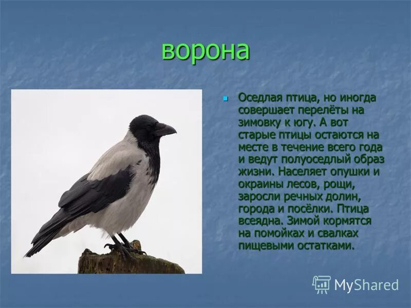 Слово оседлый. Ворона Перелетная птица или зимующая. Ворона Перелетная. Ворона оседлая или Перелетная. Зимующие птицы Ярославской области.