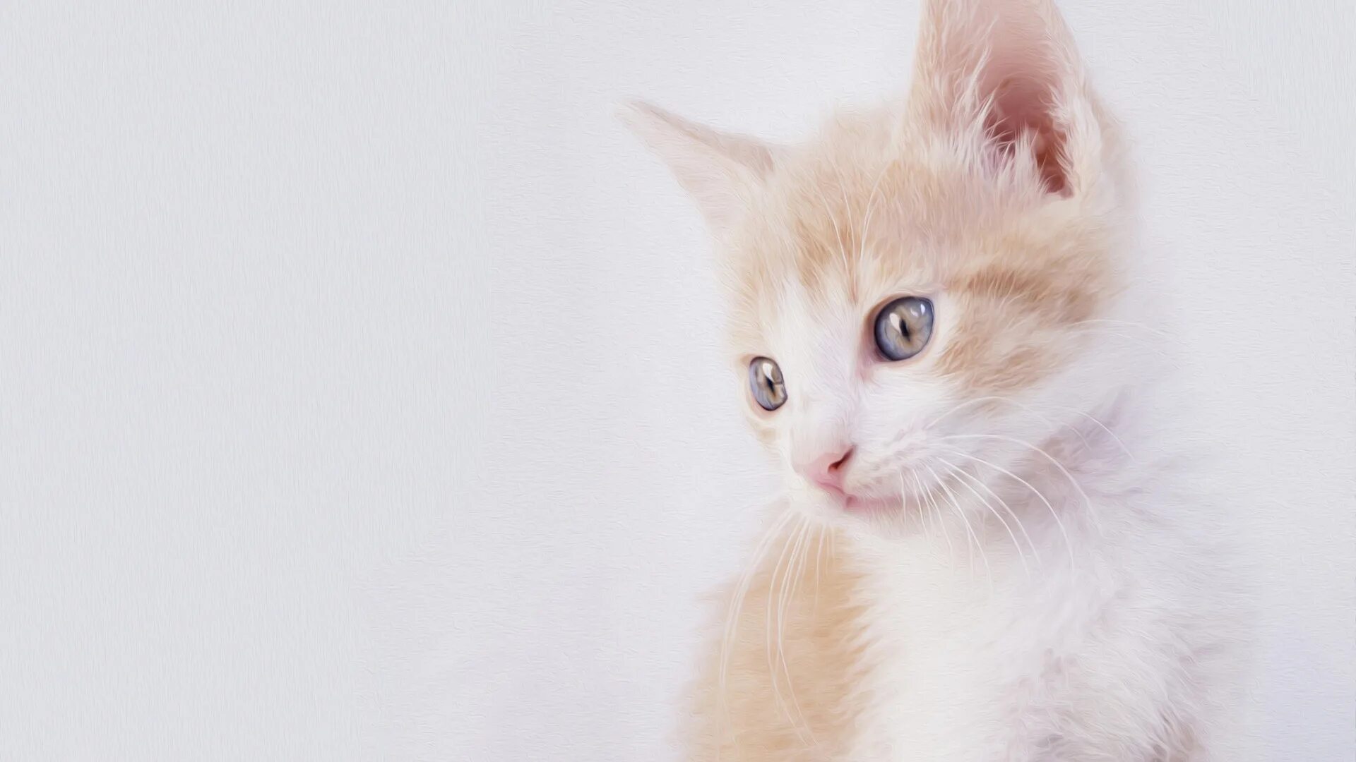 Cat texture
