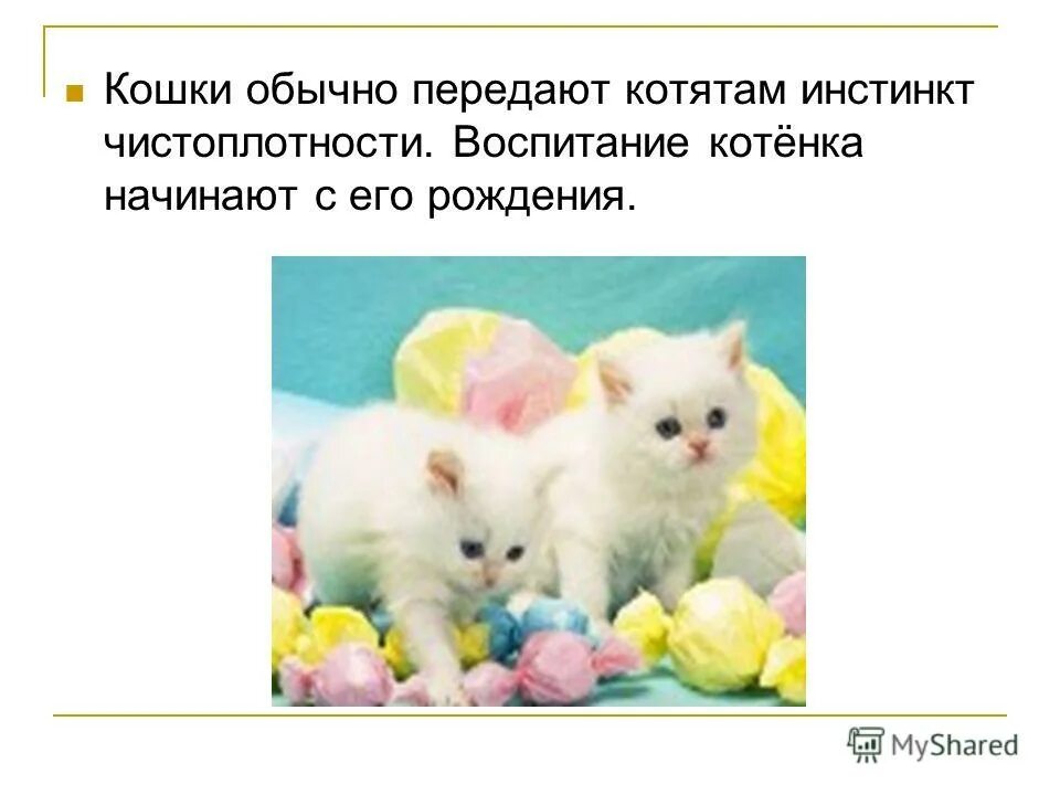 Воспитание котенка. Как воспитать кота. Как воспитать котенка. Как воспитать котёнка правильно.