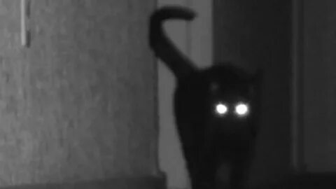 Кот призрак видео