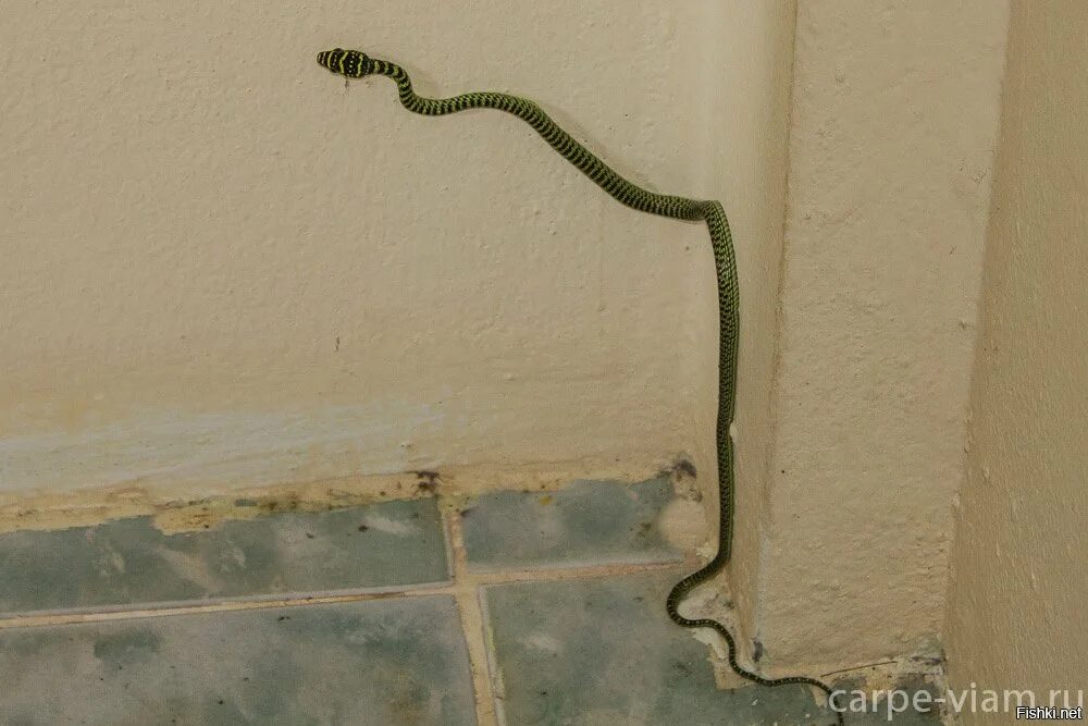 Ползают ли змеи. Змея ползет по стене. Змея ползает по стене. Змеи ползают по стенам. Змеи могут ползать по стенам.