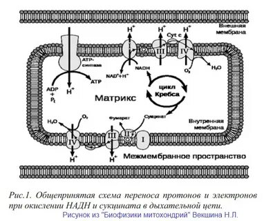 Перенос электронов по дыхательной цепи митохондрий
