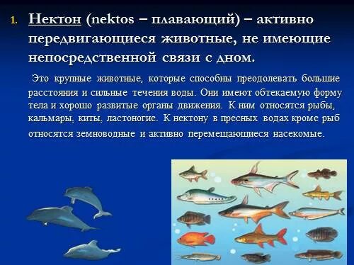 Идиоадаптации ската. Стреловидная форма тела рыб. Придонные рыбы. Форма тела рыб. Различные формы тела рыб.