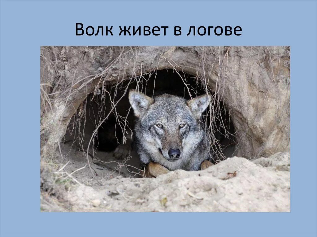 где живет живут волки. логово волка. где живет волк. волчье логово жилище волков. логово волка.