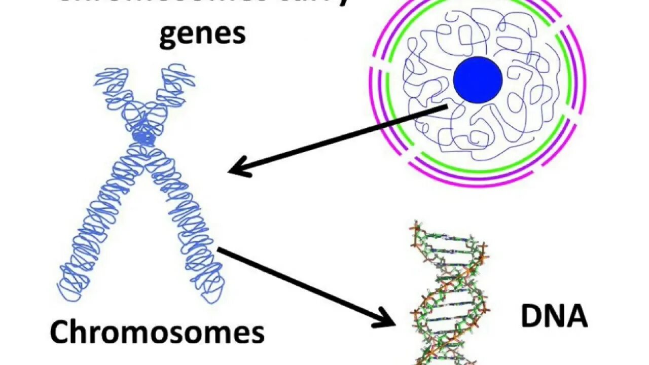 Гены ДНК. Ген и хромосома. Гены и хромосомы. ДНК И хромосомы.