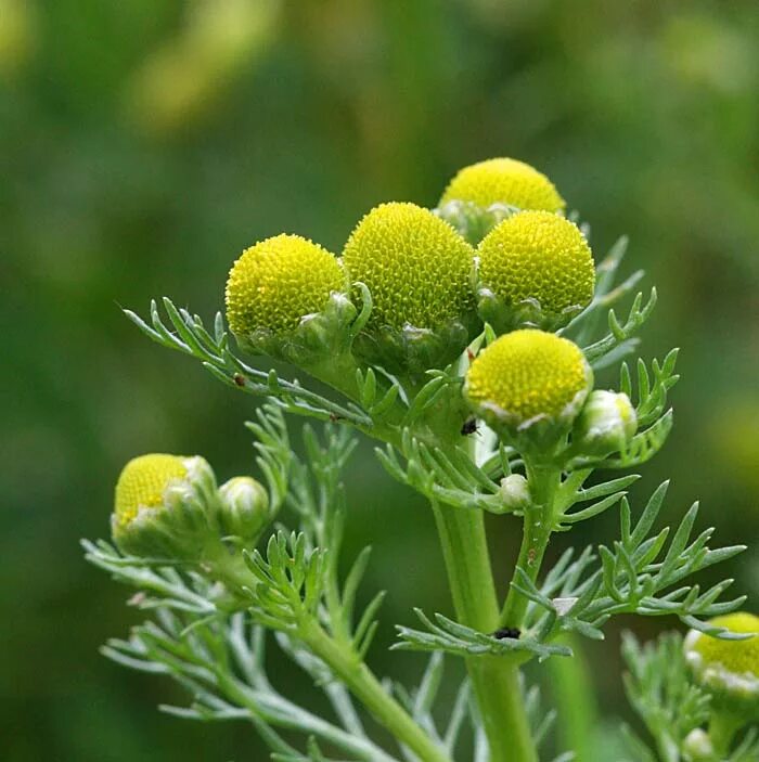 Matricaria matricarioides – Ромашка пахучая. Ромашка безъязычковая Matricaria discoidea. Ромашка безъязычковая (душистая). Лепидотека душистая. Тип ромашки лекарственной