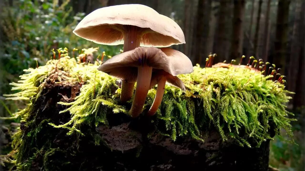 Грибы прикол. Грибы. Живая природа грибы. Грибы опята на пне. Прикольные грибочки.