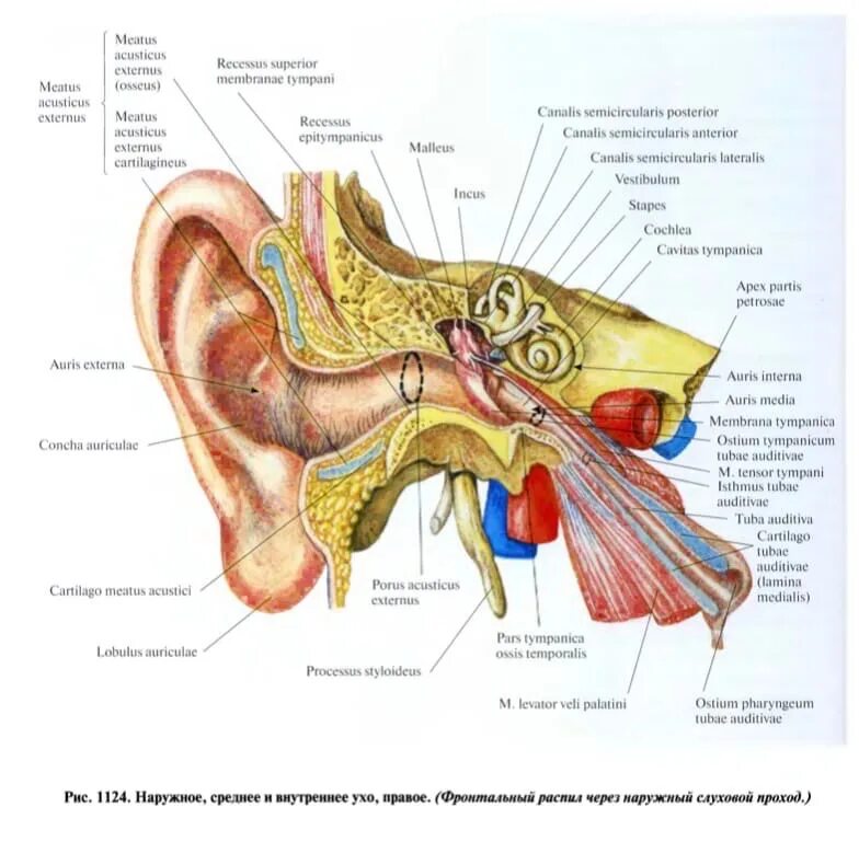 Орган слуха состоит из наружного. Анатомия сосудов наружного, среднего и внутреннего уха.. Строение уха человека схема с описанием внутреннее. Строение человеческого уха.