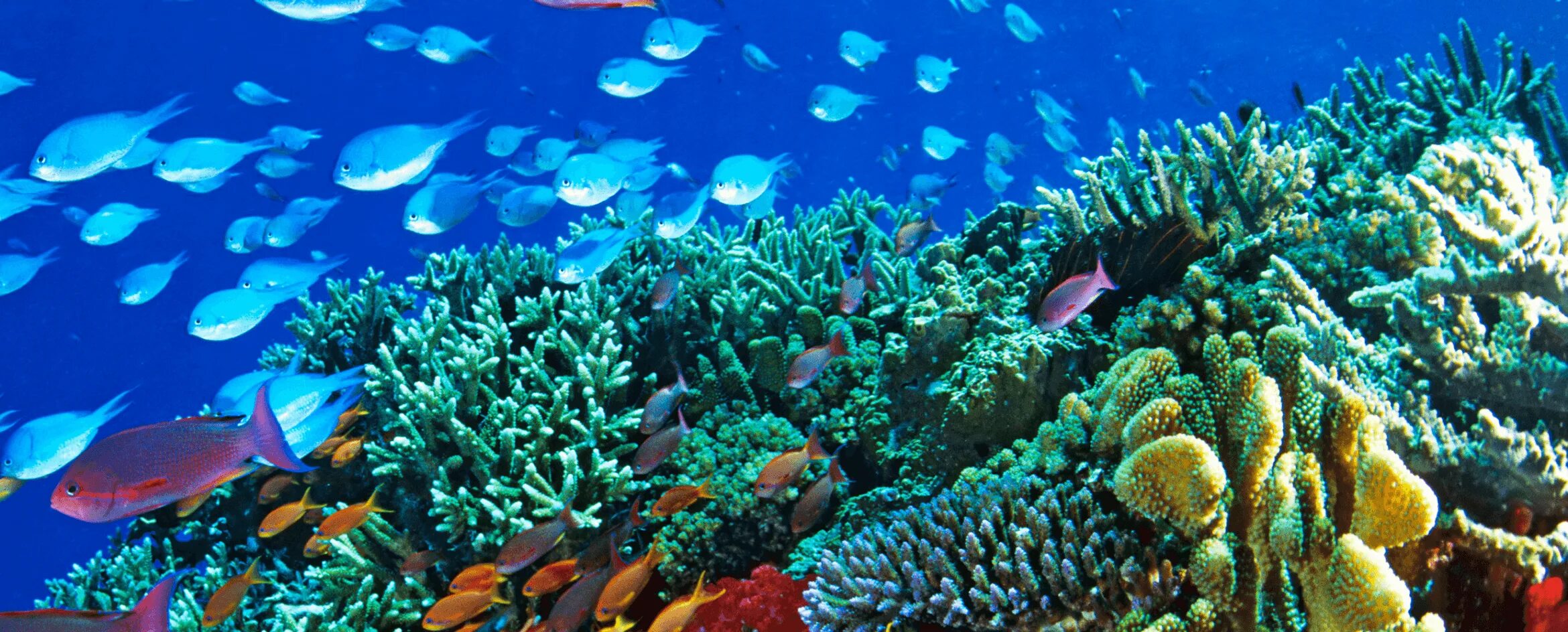 Сообщество кораллового рифа. Коралловый риф в Австралии. Большой Барьерный риф (the great Barrier Reef). Рифы Греат барьер. Большой Барьерный риф со спутника.