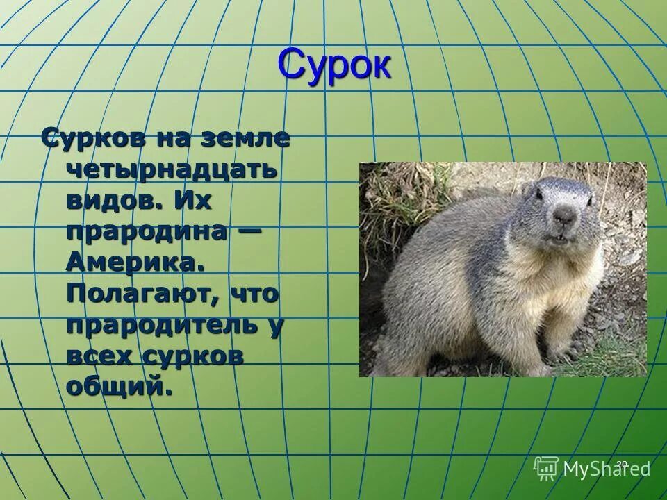 Рассказ о Сурке. Сурок презентация. Доклад про сурка. Сурок описание. Сурок какая природная зона