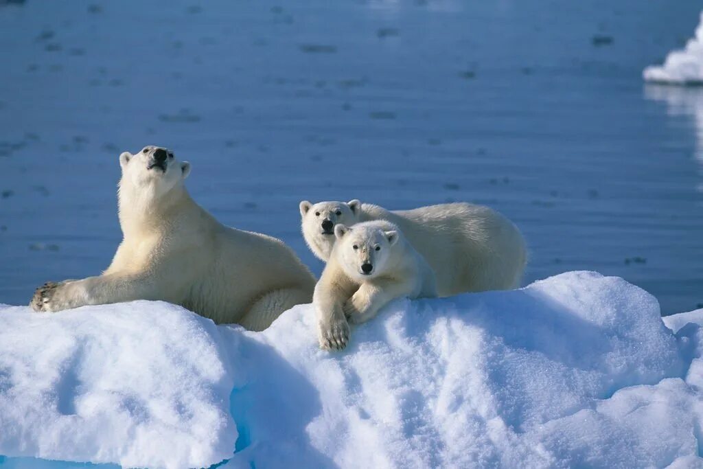 Обитатели полюсов. Арктика – Антарктика белый медведь. Белые медведи в Антарктиде. Белый медведь антарктической пустыни. Звери Арктики.