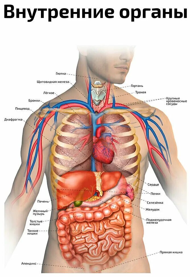 строение тела человека. муляж внутренних органов человека. внутренние органы человека. где делают органы. строение человека внутренние органы спереди.