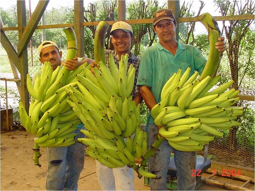 Гондурас банановые плантации. Коста Рика банановые плантации. Банановые плантации Панама. Эквадор бананы плантации.