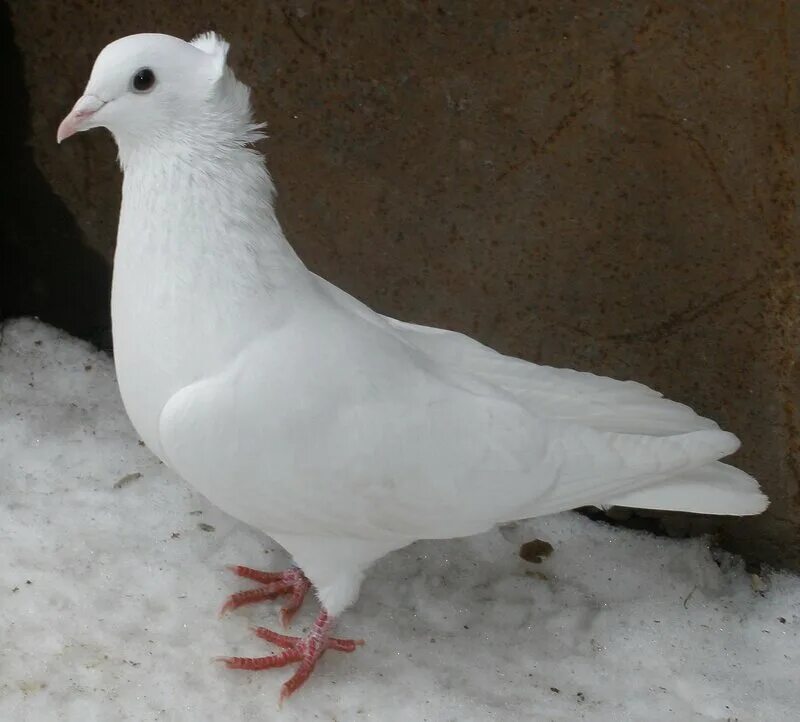 Голуби белые бакинские. Бакинские гривуны. Белые широкоперые голуби бакинцы. Бакинские бойные голуби гривуны. Бакинские бойные голуби гривуны.