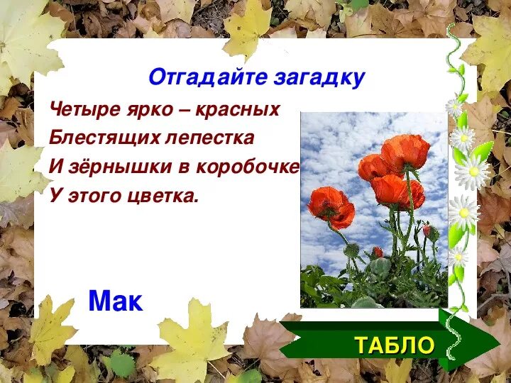 Мак значение. Загадка про мак. загадка про маки. загадка про мак для детей. загадка про маки для детей.