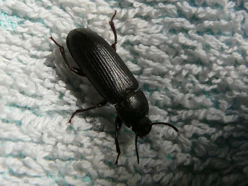 какие жуки на свете. черный жук жужелица.