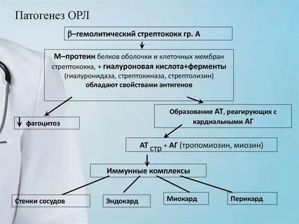 Патогенез острой ревматической лихорадки