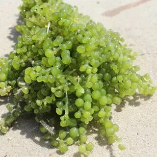 Съедобная водоросль 9 букв