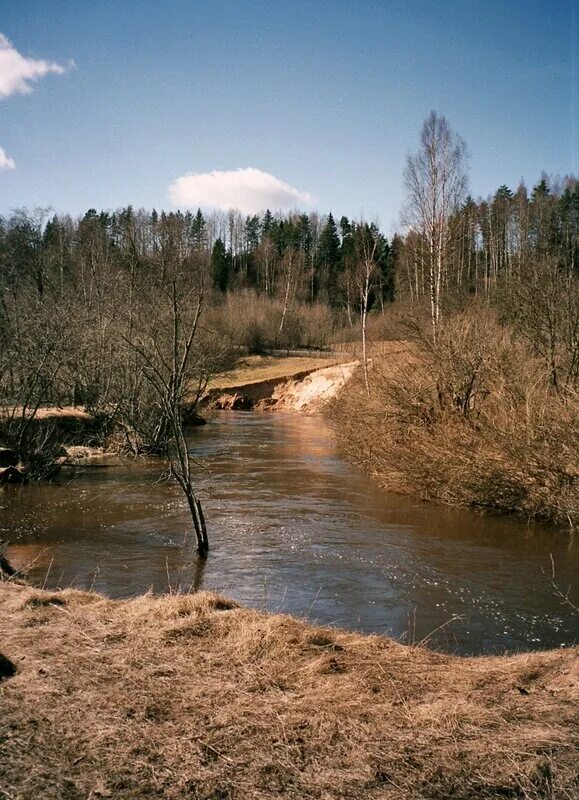 Река Добша Торопецкий район.