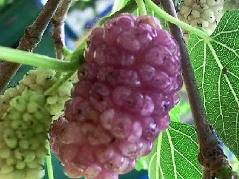 шелковица цветение. шелковица розовая смоленская. шелковица розовая. шелковица розовая принцесса. шелковица макрофила.