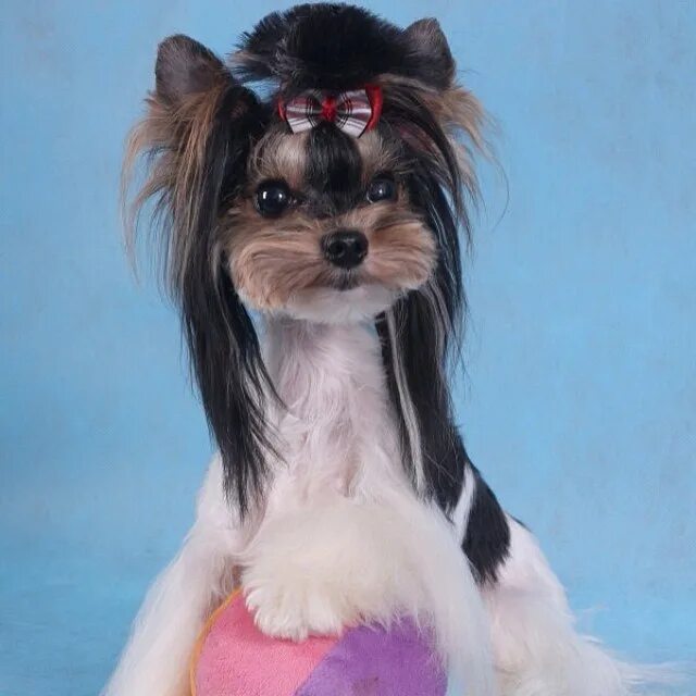 Стрижка бивера девочки. Бивер йорк стрижка кобель. Стрижка бивера девочки. Бивер йорк стриженный. Бивер йорк короткая стрижка.