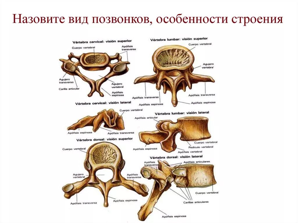 Сходство отделов позвоночника. Позвонки и их особенности строения. Строение позвонков анатомия. Отличия позвонков различных отделов позвоночного столба. Строение позвонков в различных отделах.