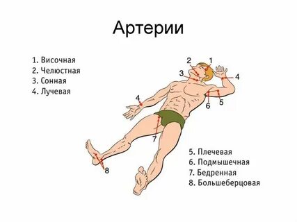 Точки прижатия артерий для остановки кровотечения