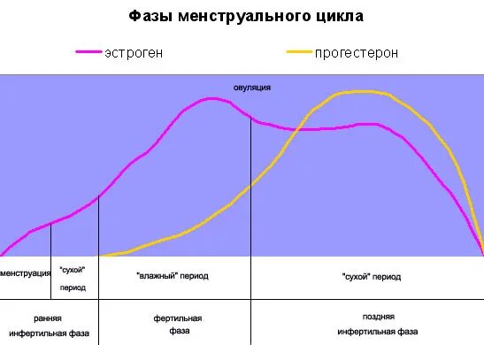 Вторая фаза менструационного. Фазы менструационного цикла. Фазы месячного цикла. Фазы цикла менструационного цикла. Фазы цикла у женщин.