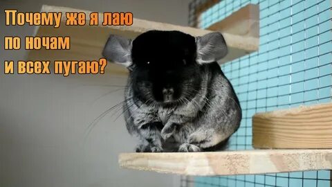 Шиншилла издает звуки