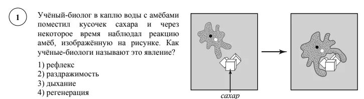Какие процессы сопровождающие питание амебы. Какие процессы сопровождающие питание амебы