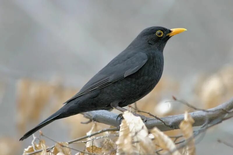 Дрозд чёрный (turdus Merula). Черный Дрозд с желтым клювом. Дрозд и черный Дрозд. Черные птички с желтым клювом в Москве. Черные поющие птицы