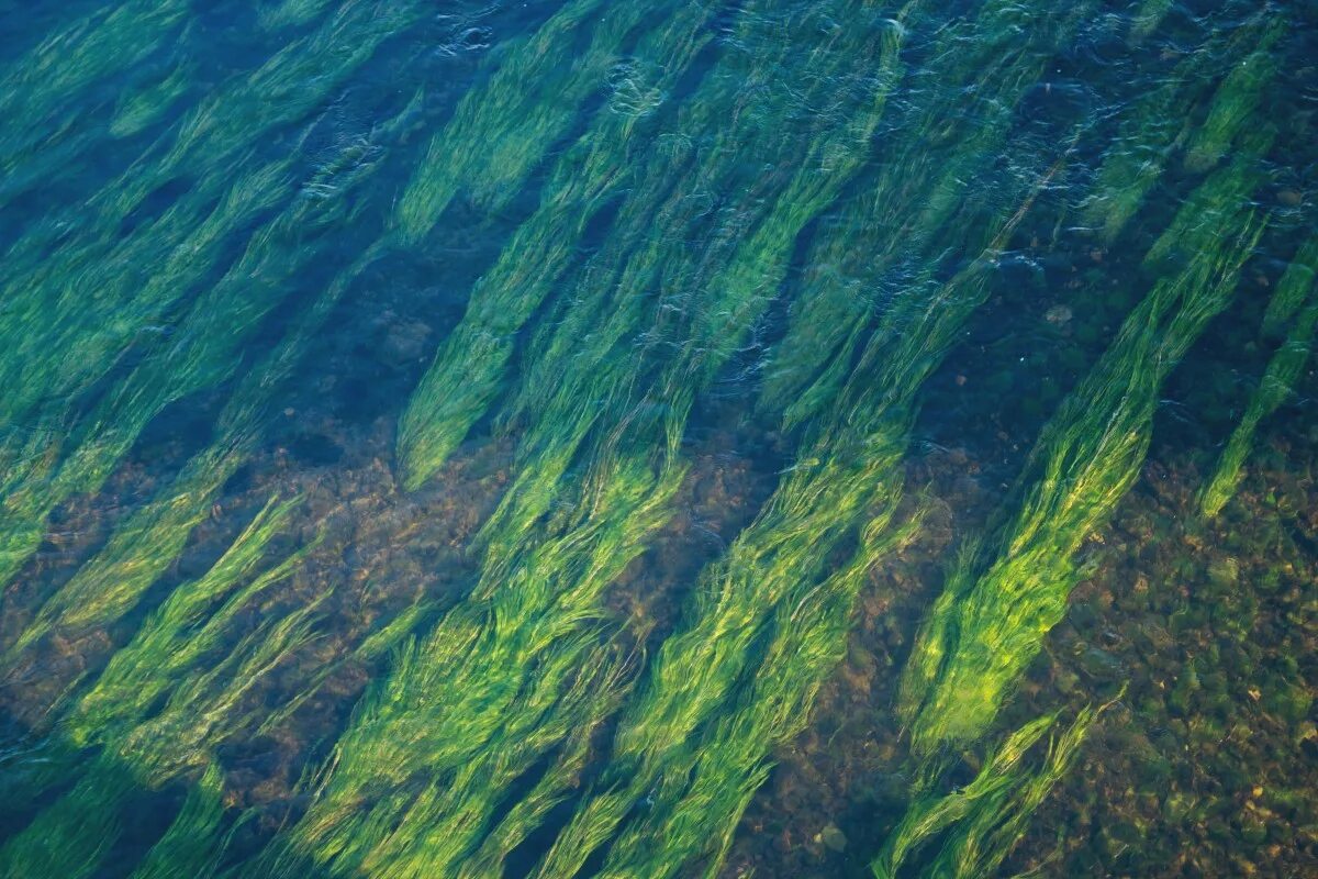 Аэрофильные водоросли. Водоросли нори в природе. Водоросли макрофиты. Речное дно.