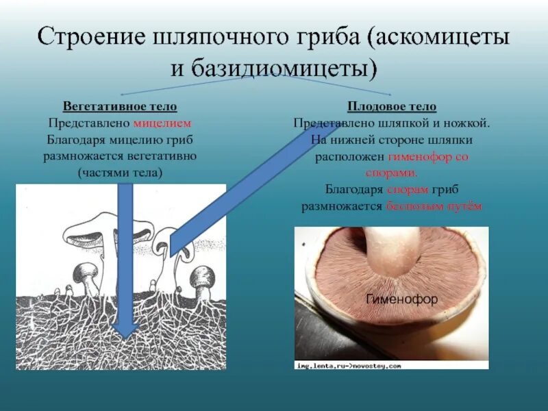 Строение плодового тела гриба. Аскомицеты и базидиомицеты. Тело гриба представлено мицелием. Строение вегетативного тела грибов. Вегетативный мицелий грибов